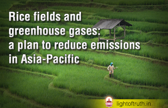 Rice fields and greenhouse gases: a plan to reduce emissions in Asia-Pacific